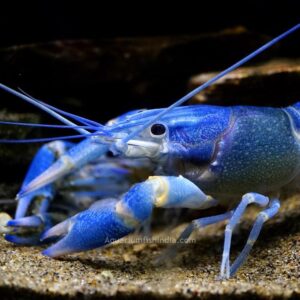 Blue Lobster