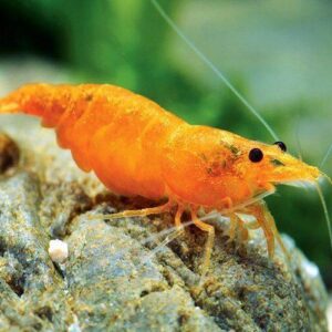 Orange Shrimp
