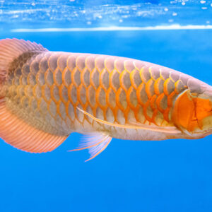 AROWANA