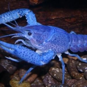 Blue Lobster