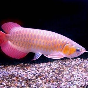 Silver Arowana 4/6/8/10