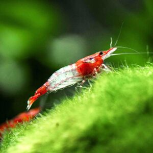 Red Rili Shrimp