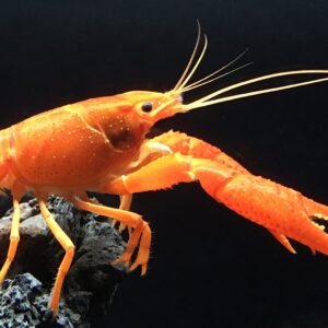 Orange Lobster
