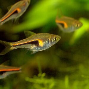 RASBORA