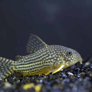 CORYDORAS