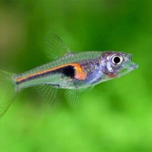 RASBORA