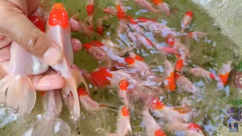 Red Cap Oranda Goldfish - SRS ENTERPRISE - Best fishery company in India