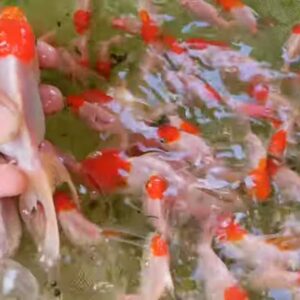 Red Cap Oranda Goldfish