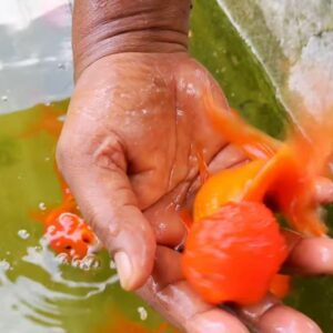 Oranda_Goldfish