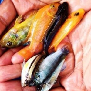 Mix Cichlids