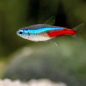 TETRAS